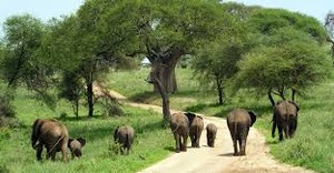 National park in Tanzania